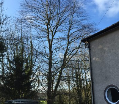 Ambergate Beech Dismantle 1