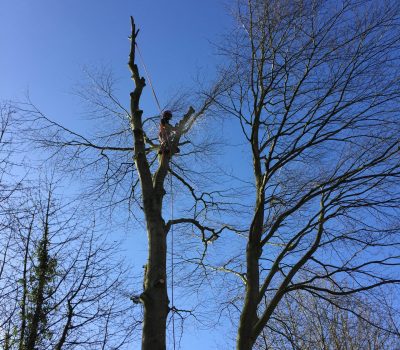 Ambergate Beech Dismantle 3