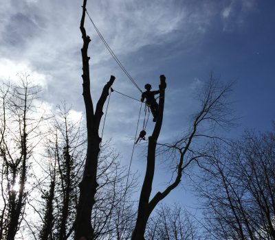 Ambergate Beech Dismantle 4