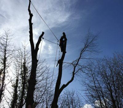 Ambergate Beech Dismantle 5