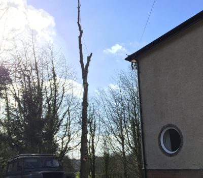 Ambergate Beech Dismantle 6