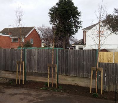 Derby Tree Planting 5