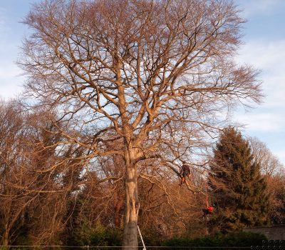 Duffield Beech tree Deadwood and tipping back 1