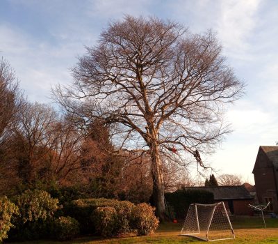 Duffield Beech tree Deadwood and tipping back 4