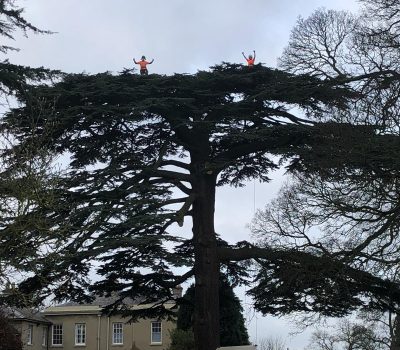 East Bridgeford Cedar 2