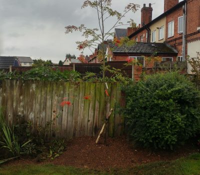 Eastwood Rowan Tree Planting 1