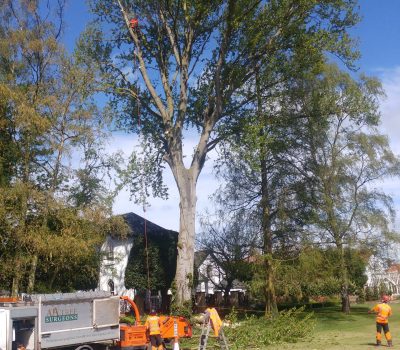 Hoveringham Poplar Dismantle 2